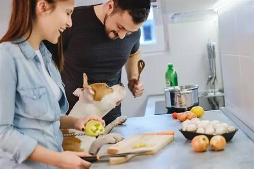 chien dans la cuisine