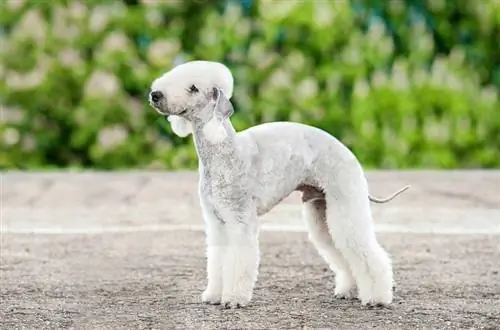 Bedlington terrier dog_Grigorita Ko_shutterstock