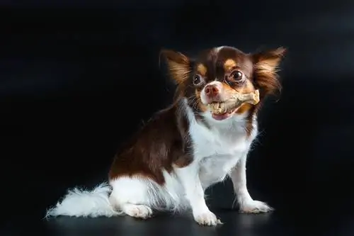 chihuahua comendo frango