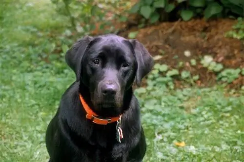 mtoaji wa labrador