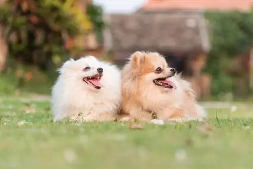 kaksi söpöä pomeranialaista