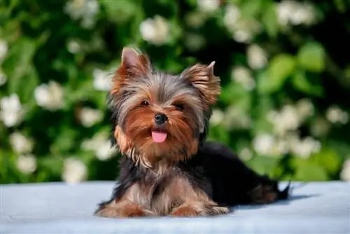 lindo pequeno yorkshire terrier