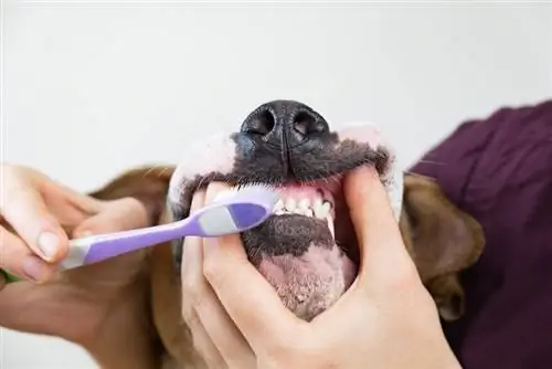 receitas caseiras de pasta de dente para cães (1)