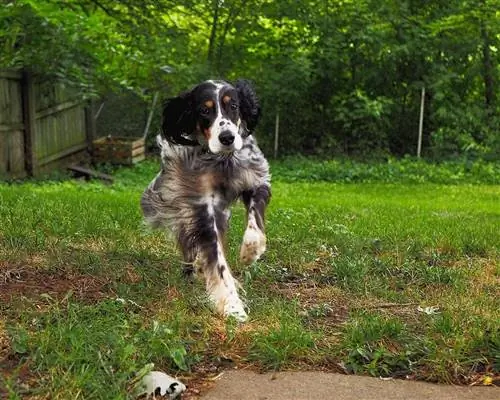 Llwellin Setter đang chạy