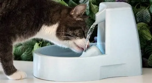 fontane-di-acqua-per-gatti