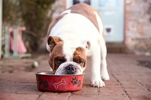 Los 5 mejores tazones de comida para perros sin dientes – Reseñas de 2023 & Las mejores selecciones