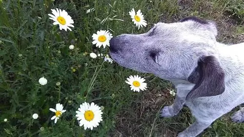 margherite che odorano di cane