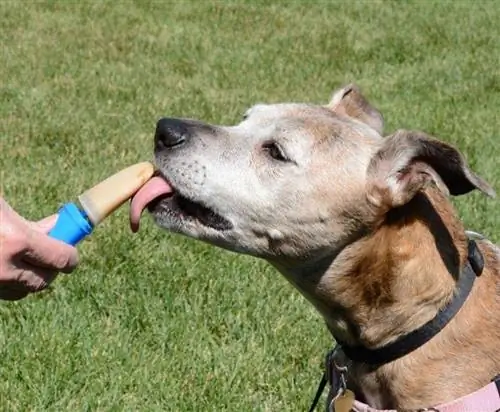 10 veterinarijos gydytojo patvirtintų naminių šaldytų šunų skanėstų receptų