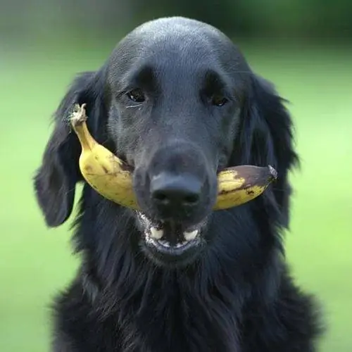 svart hund med banan