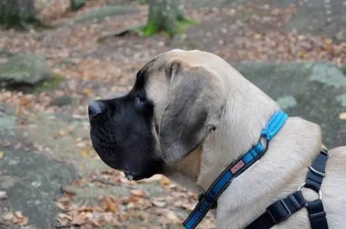 Mastiff Inggeris