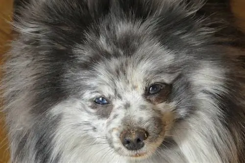 merle pomeranian