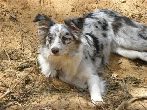 collie di bordo merle