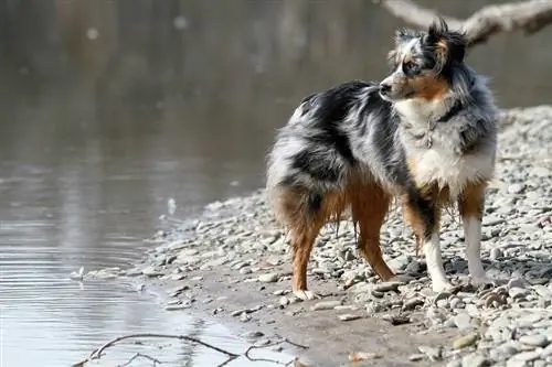 Australiese Herder