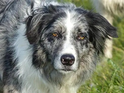 border collie azul