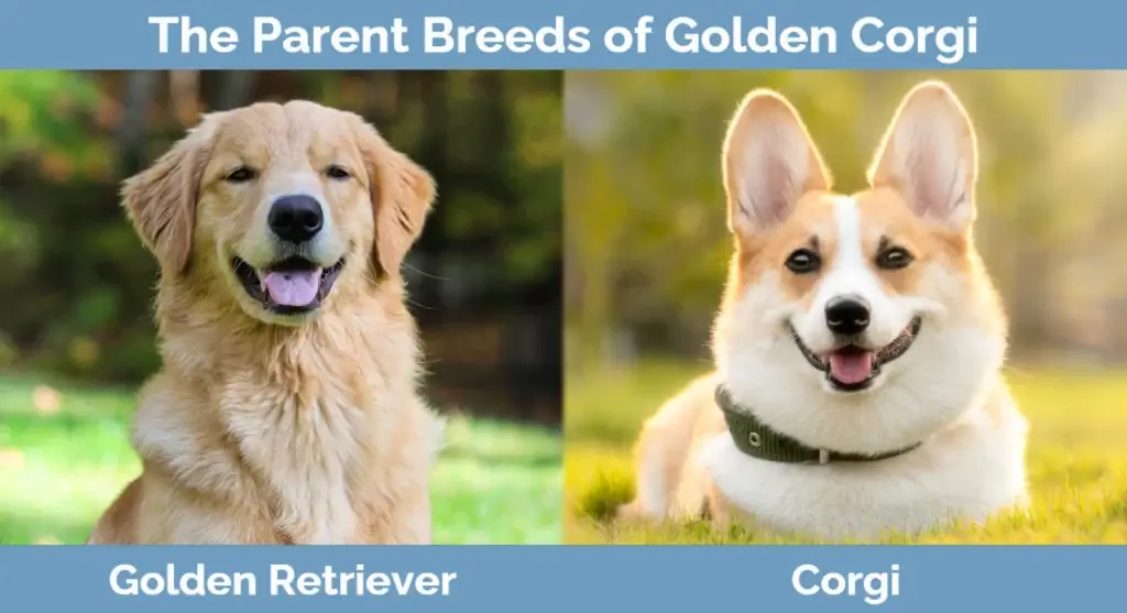 Rodičovská plemena Golden Corgi