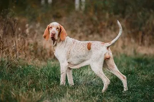 en Bracco Italiano stående i græsfowling