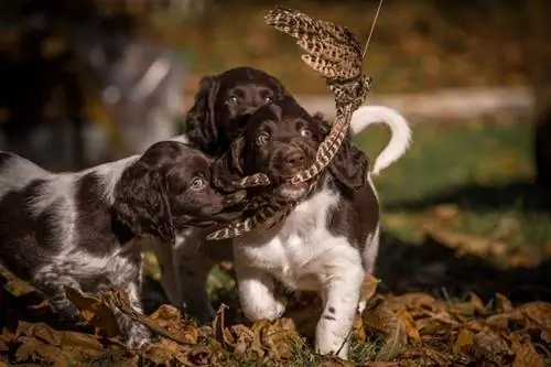 Cachorros Münsterländer pequeños