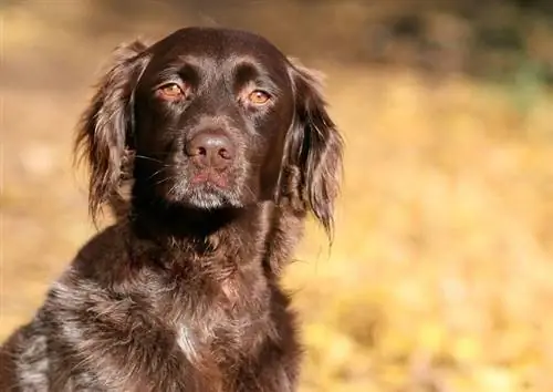 Petit Munsterlander chien