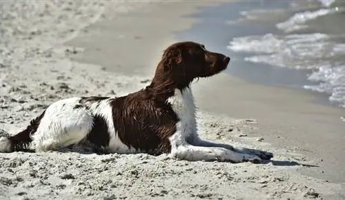 Mali Munsterlander na plaži