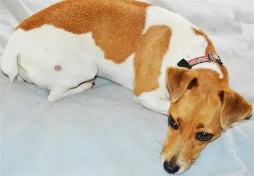 jack russell-hond die lijdt aan ringworm