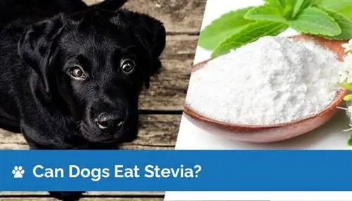 Bolehkah Anjing Mendapat Stevia? Risiko, Fakta & Panduan Keselamatan