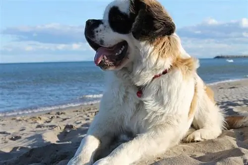 Saint Bernard