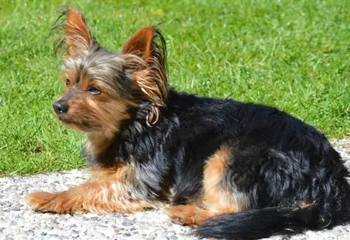 Yorkshire terrier ochiq havoda yotibdi