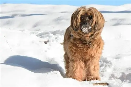 Terrier tibetano in inverno