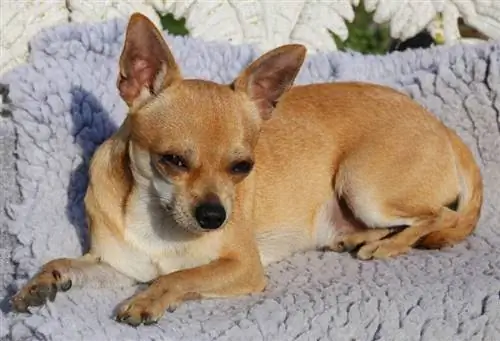 squinting chihuahua