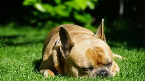 bulldog francese che dorme sull'erba