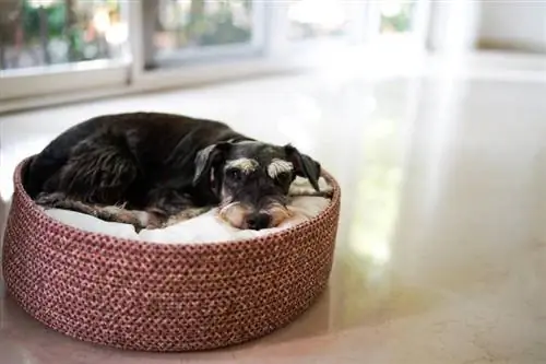 perro schnauzer miniatura negro acostado en la cesta de la cama