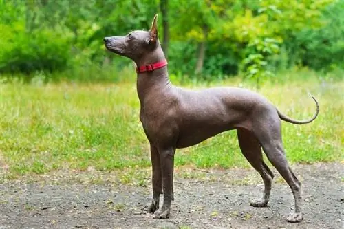 Portrait en gros plan d'un chien sans poils mexicain_masarik_shutterstock