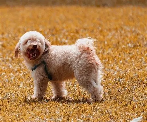 Cockapoo trên cánh đồng