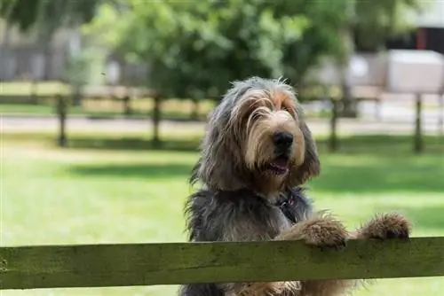 Otterhound يقف في الميدان مع الكفوف على السياج