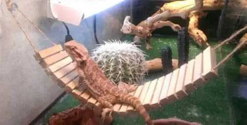 DIY Bearded Dragon Bridge Hammock