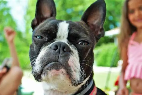 primer pla del gos boston terrier a punt d'esternudar