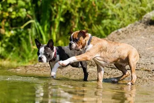 boston terrier en el agua