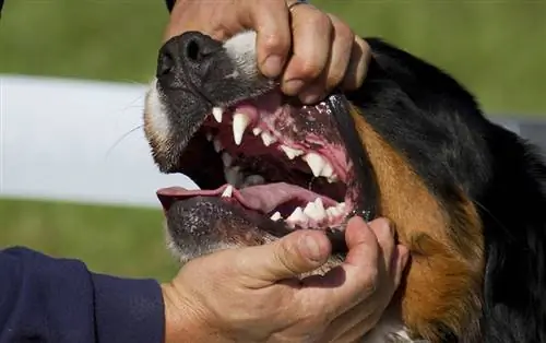 tänder av Bernese fjällhund