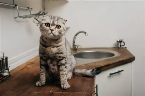 pisica scottish fold așezată pe blatul din bucătărie