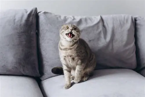 Pisica Scottish fold foarte supărată și agresivă