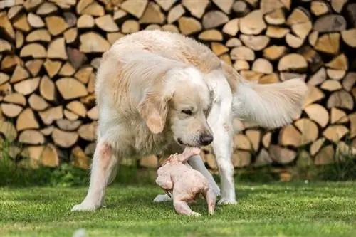 Golden Retriever ჭამს ქათამი_phil stev_shutterstock