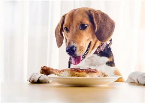 chien mangeant de la nourriture sans céréales au poulet