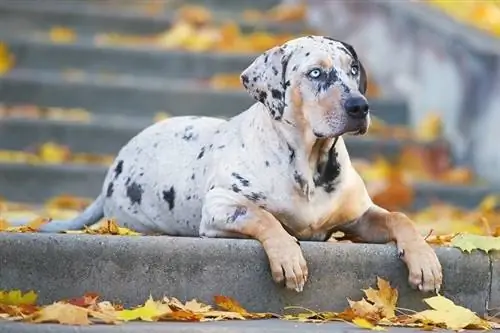 Catahoula-luipaardhond