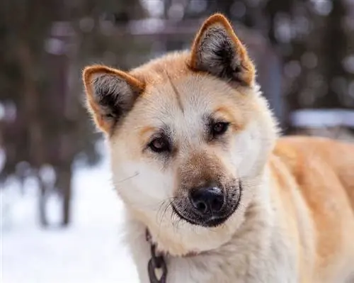 Chinook