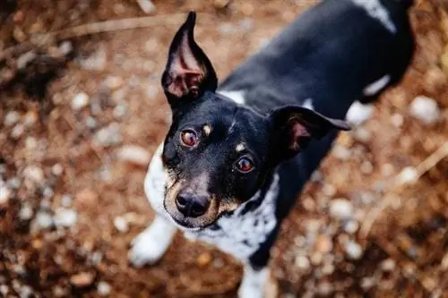 Terrier de rata