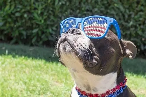 14 All-American Dog Breeds (May mga Larawan)