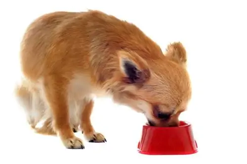 perro chihuahua comiendo