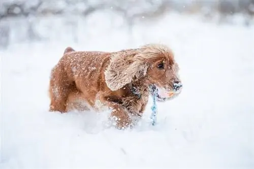 29 Cocker Spaniel blandraser (med bilder)