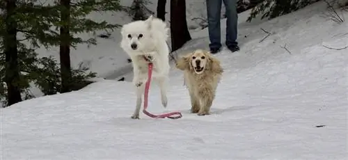 Amerikanischer Eskimo Cocker Spanial spielt im Schnee