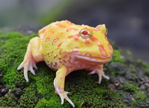 albino pacman kurbağa